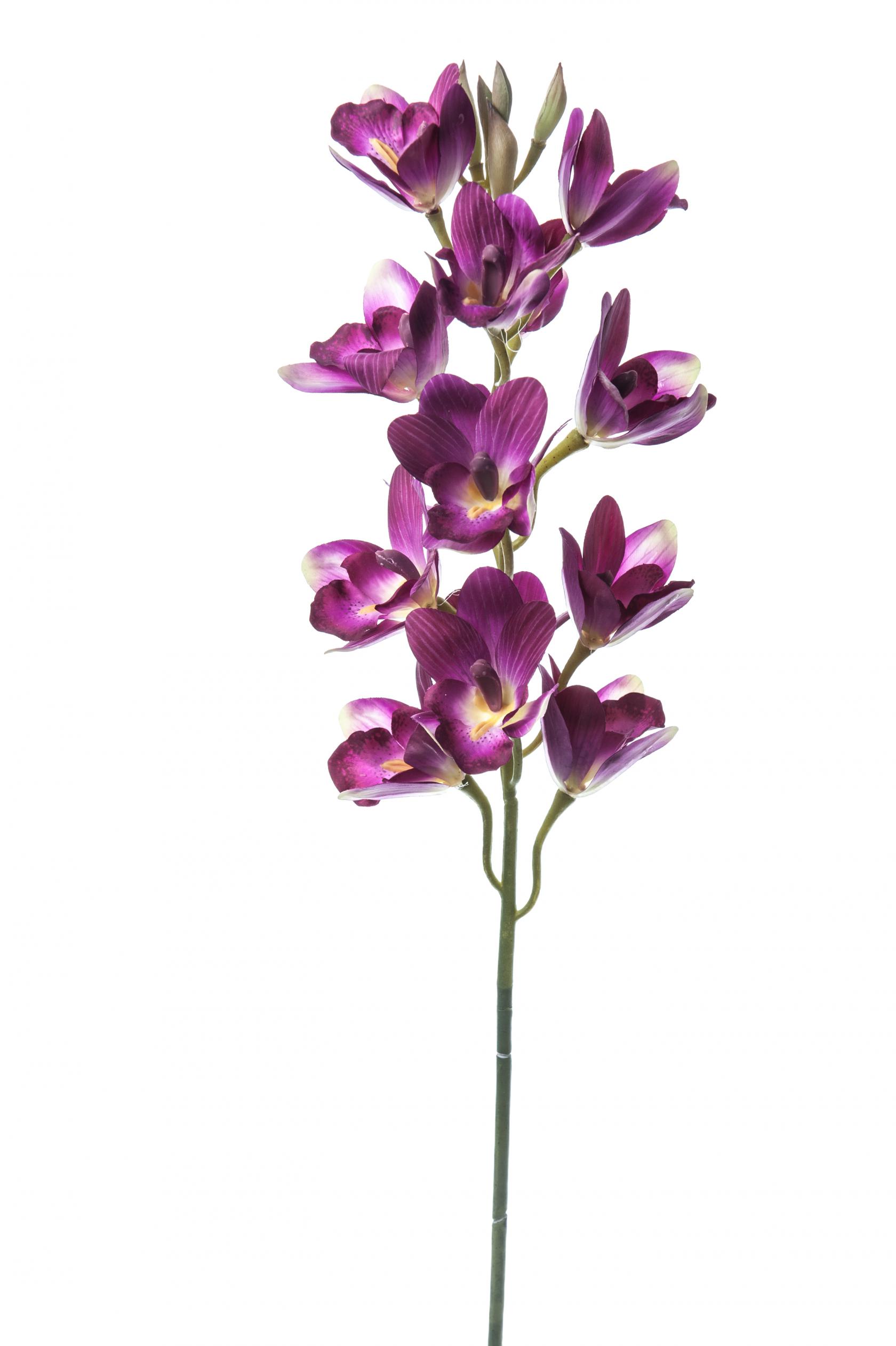 ORCHID