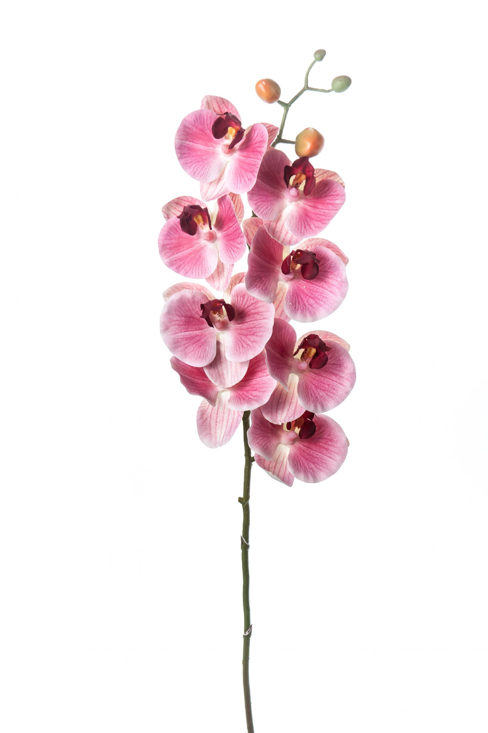 MAUVE