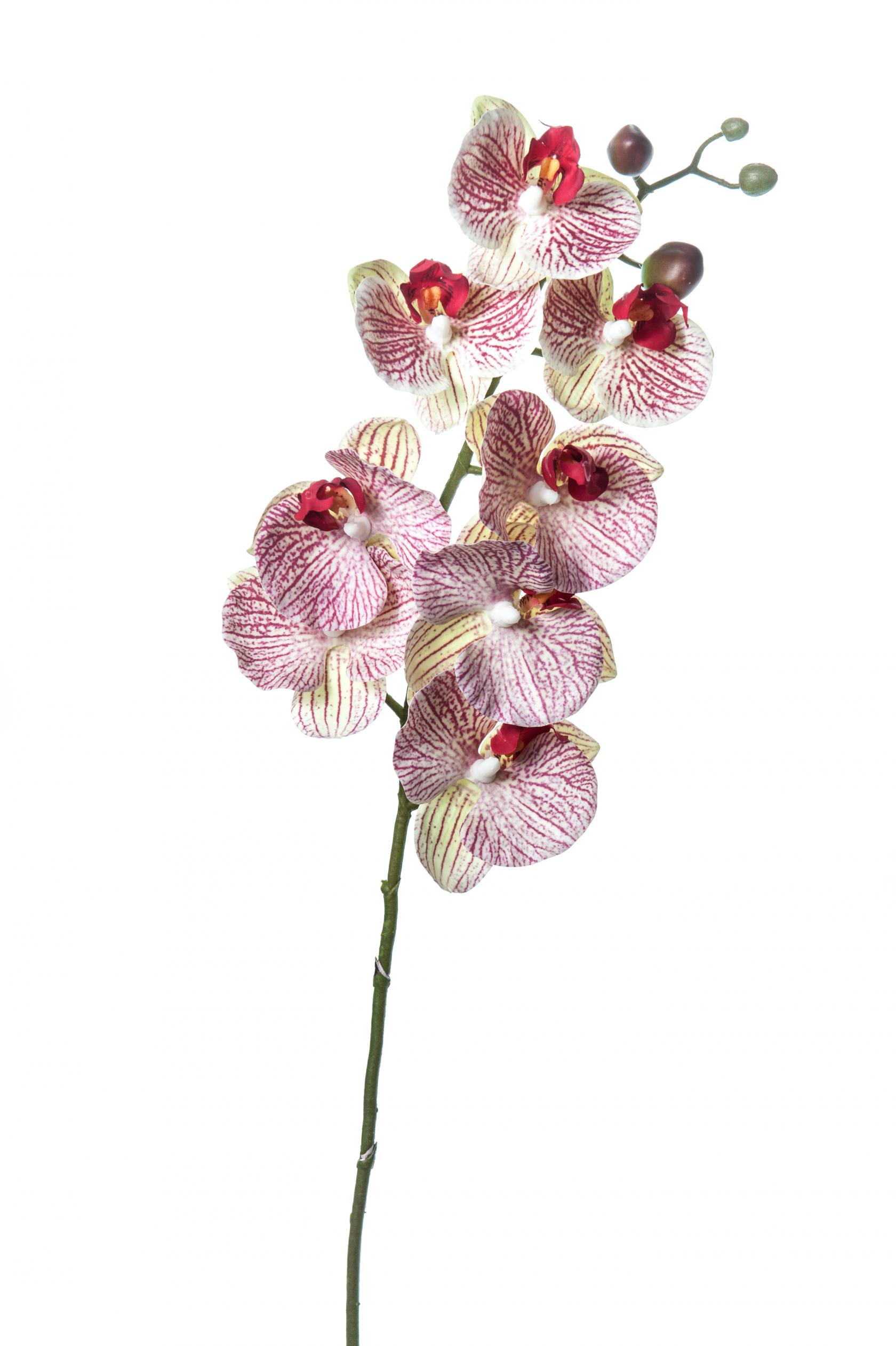 ORCHID