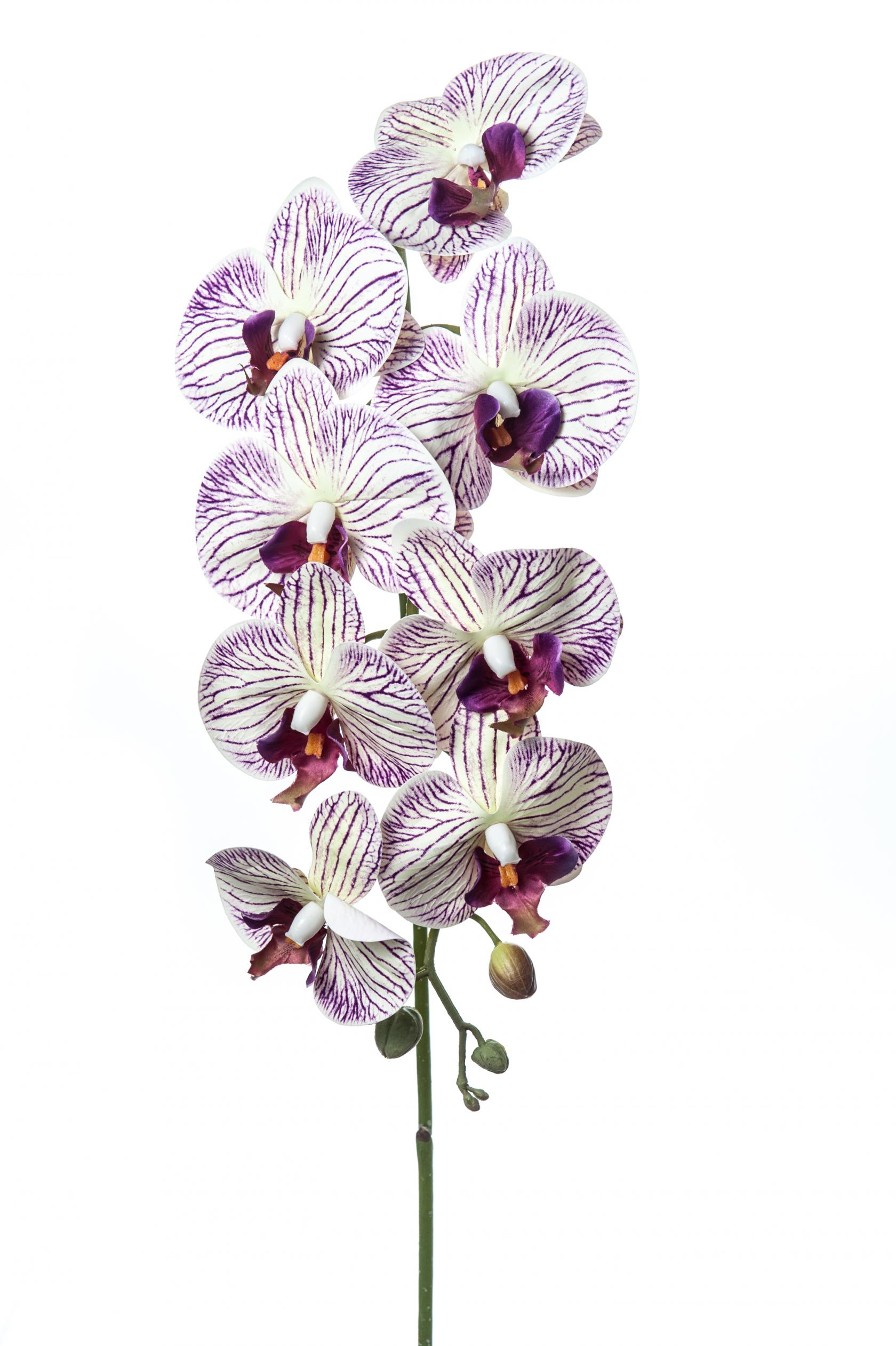 ORCHID