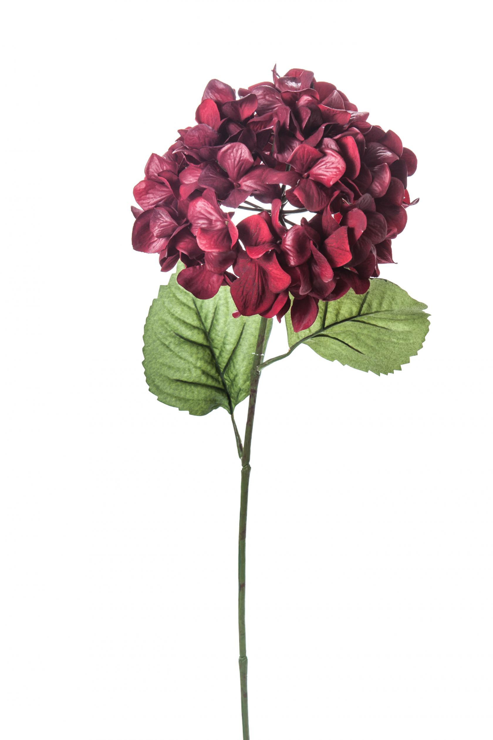 BURGANDY
