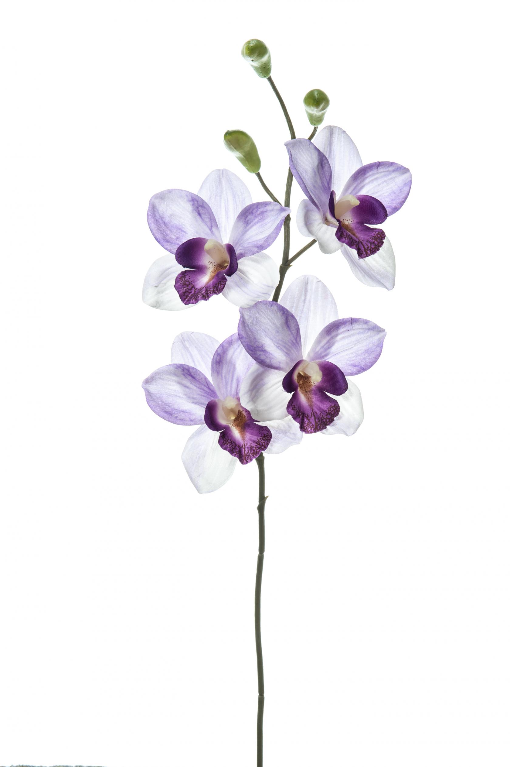 LAVANDER