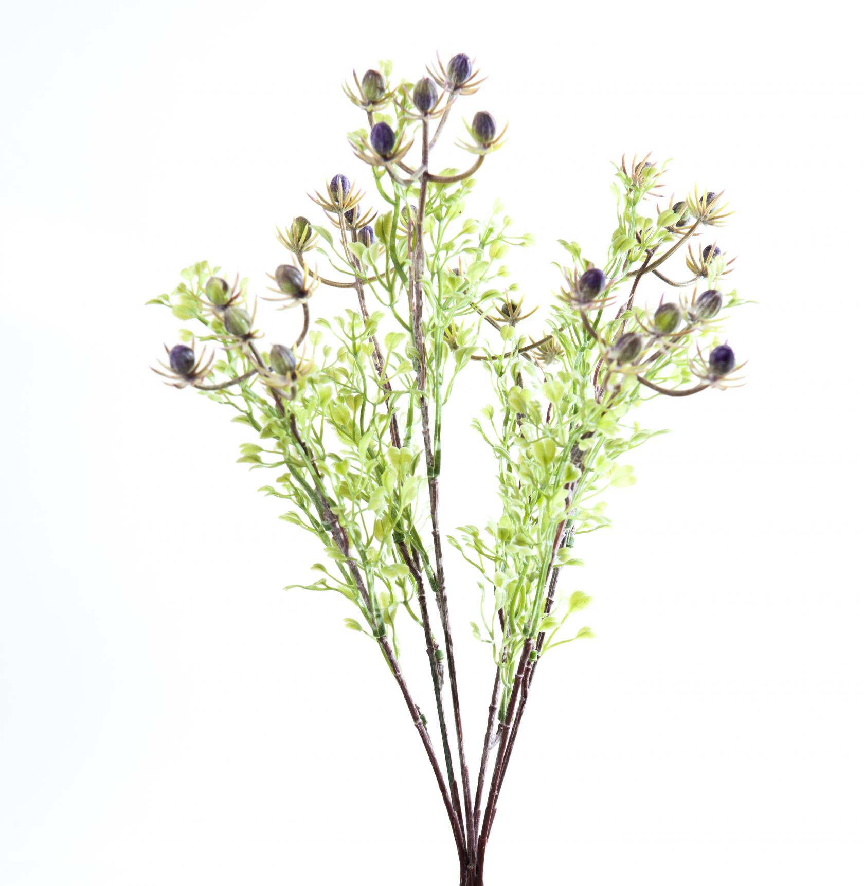 LAVANDER