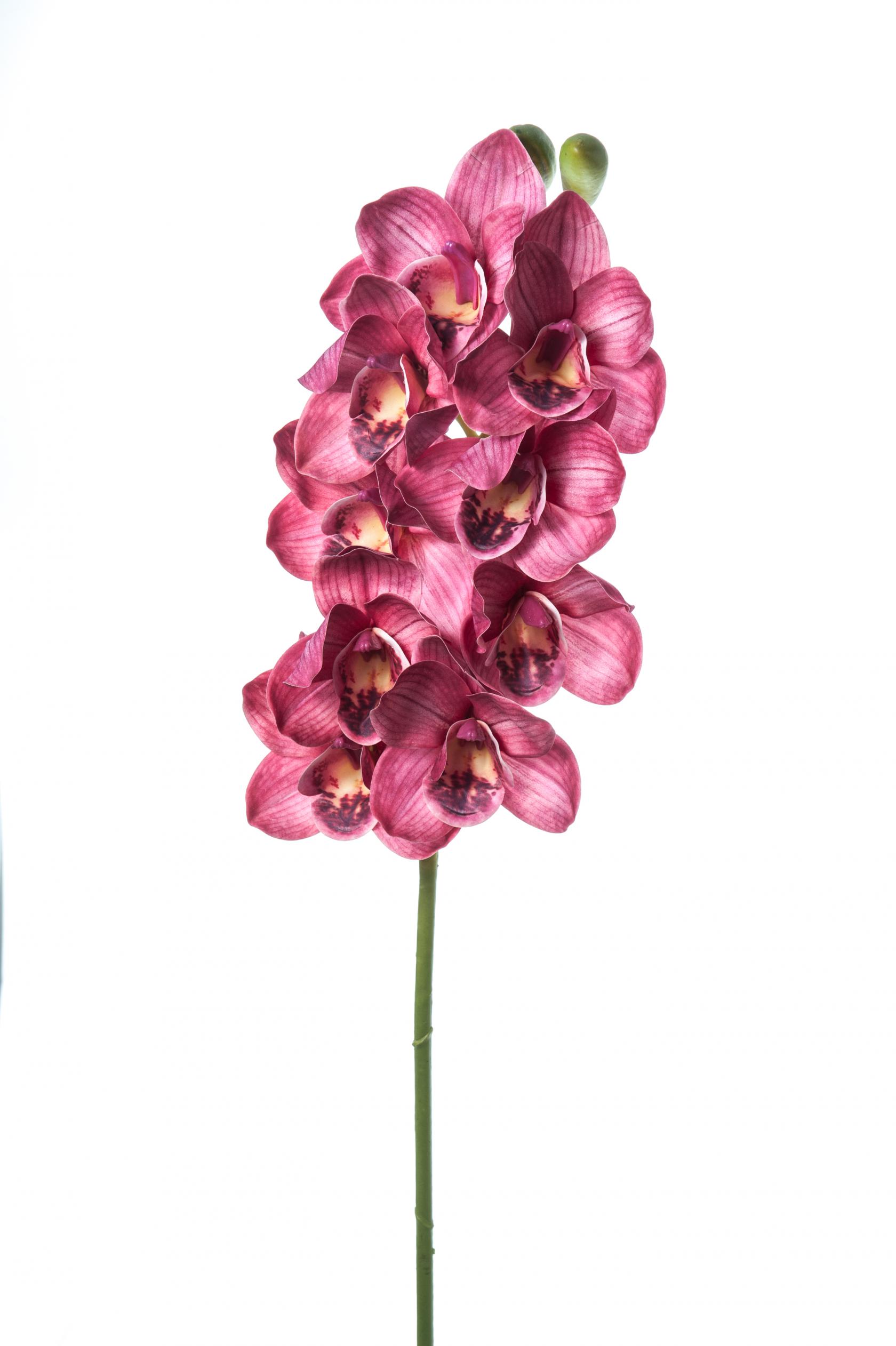 MAUVE