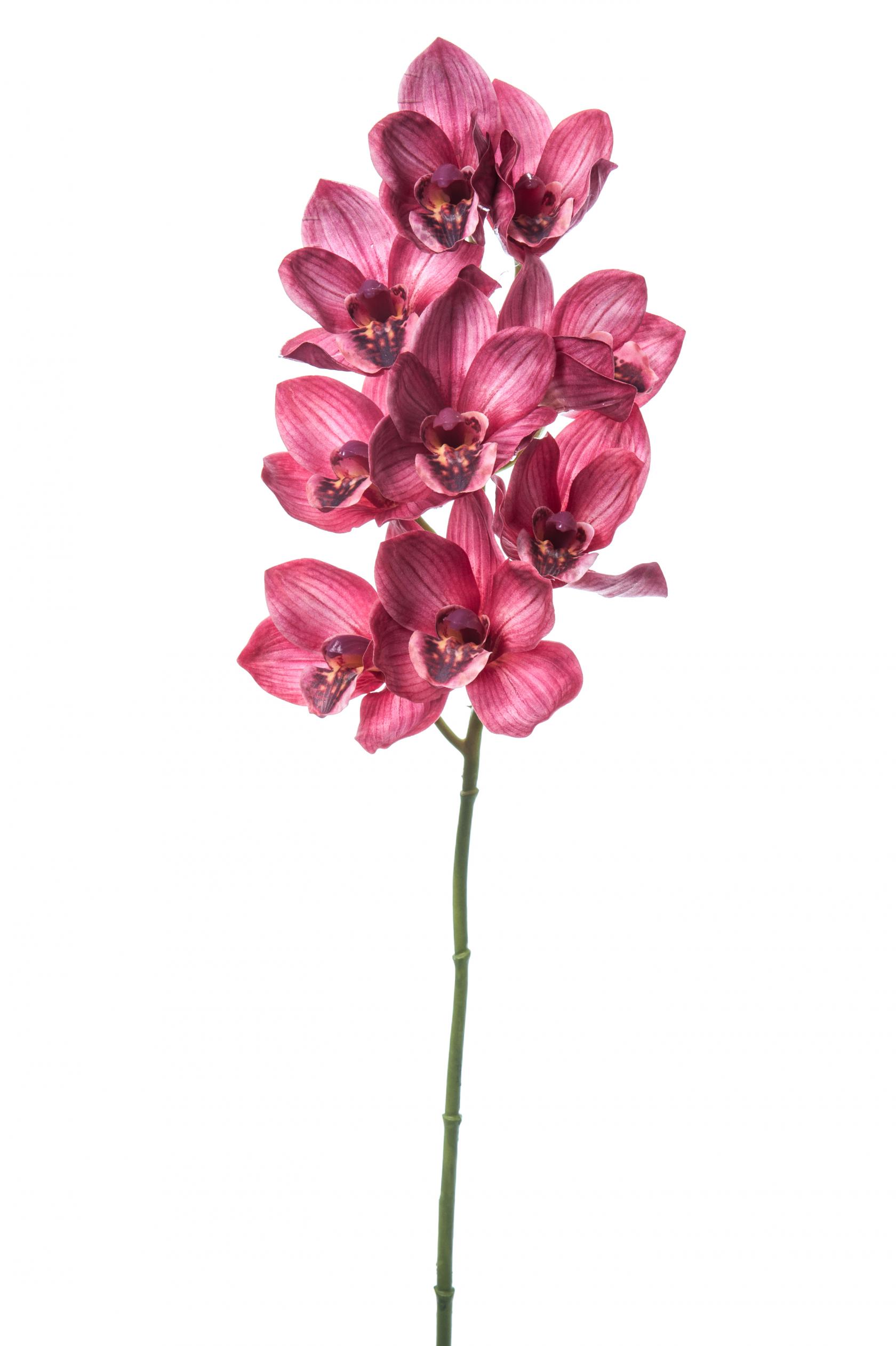 MAUVE