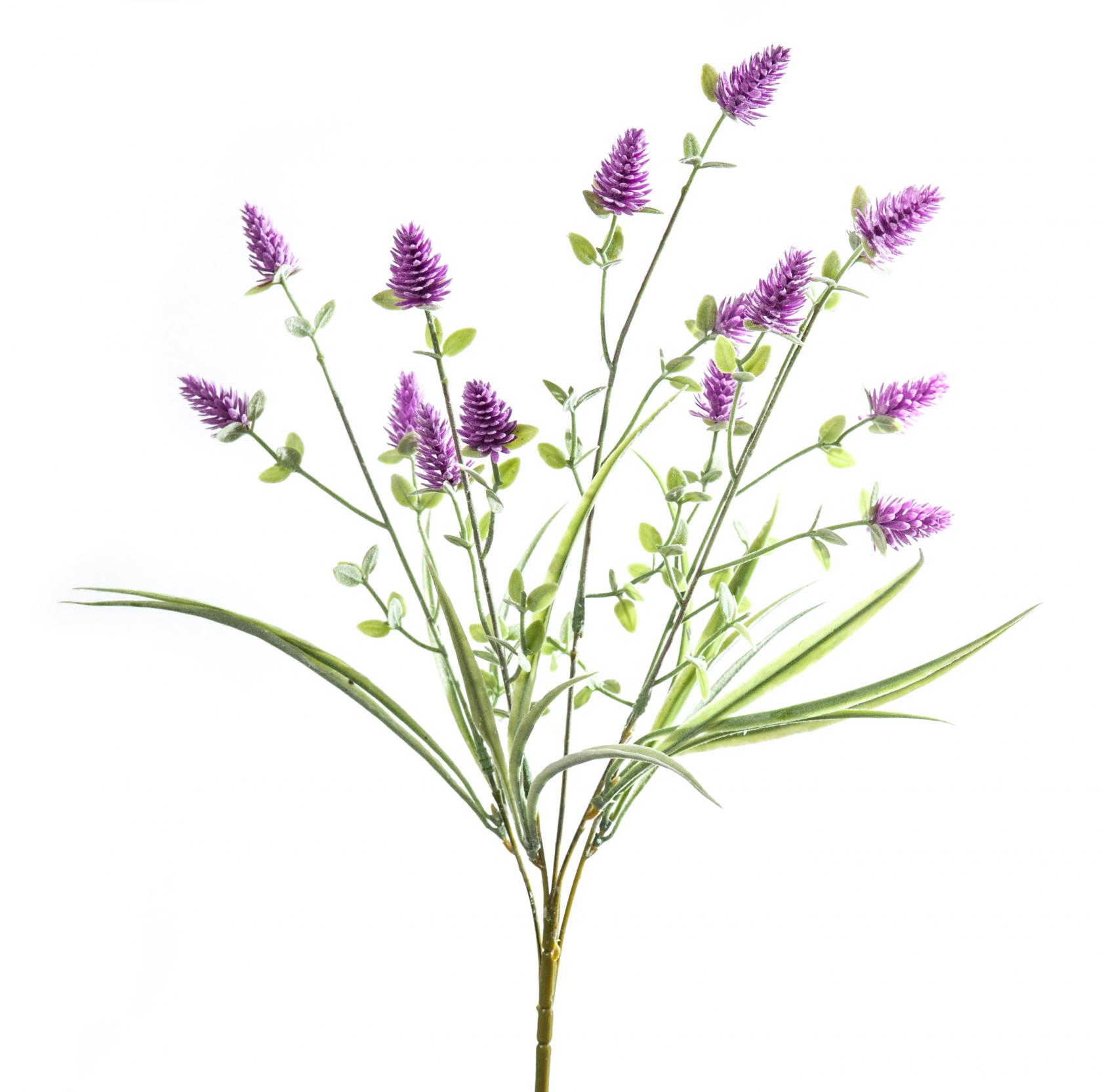 LAVANDER
