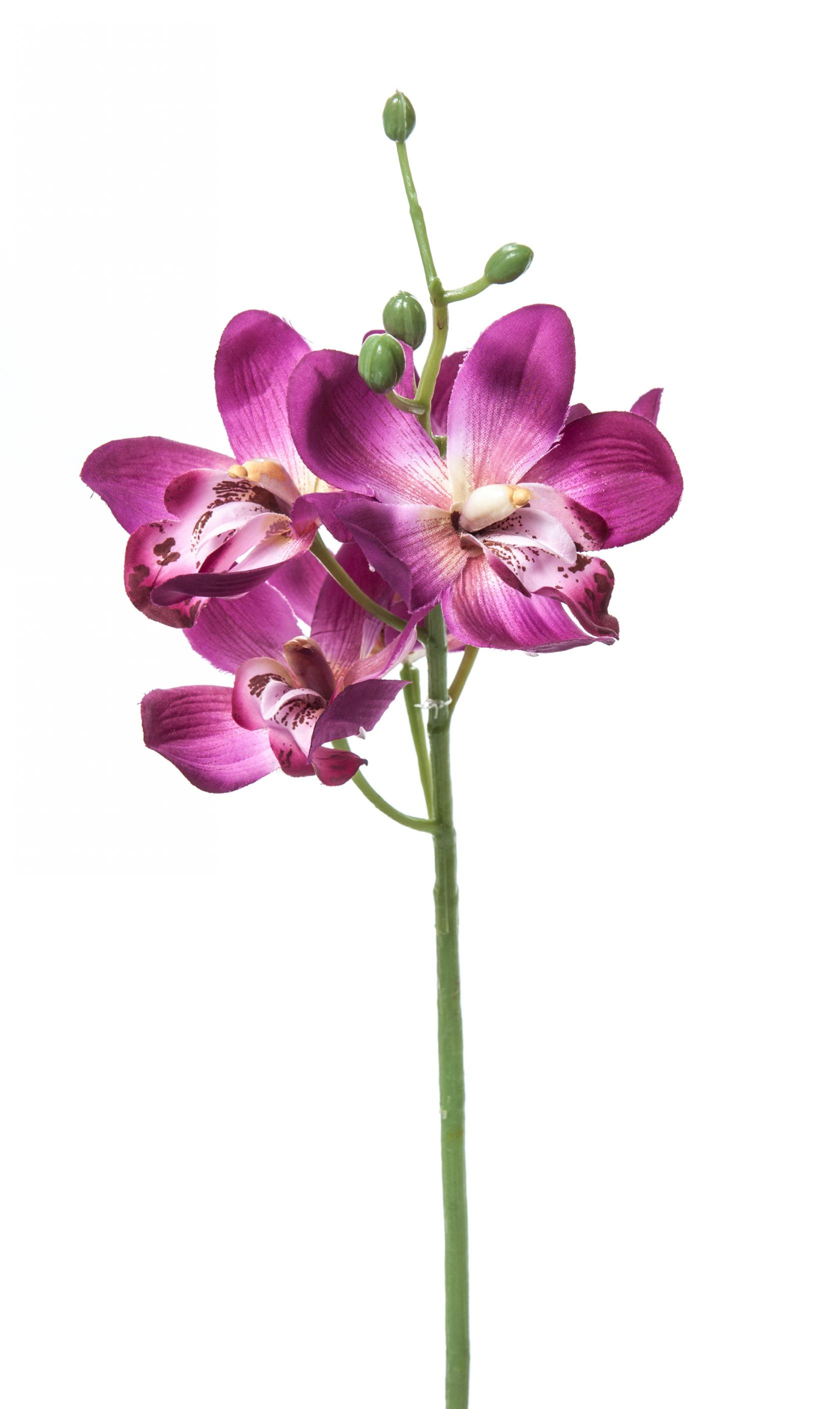 ORCHID
