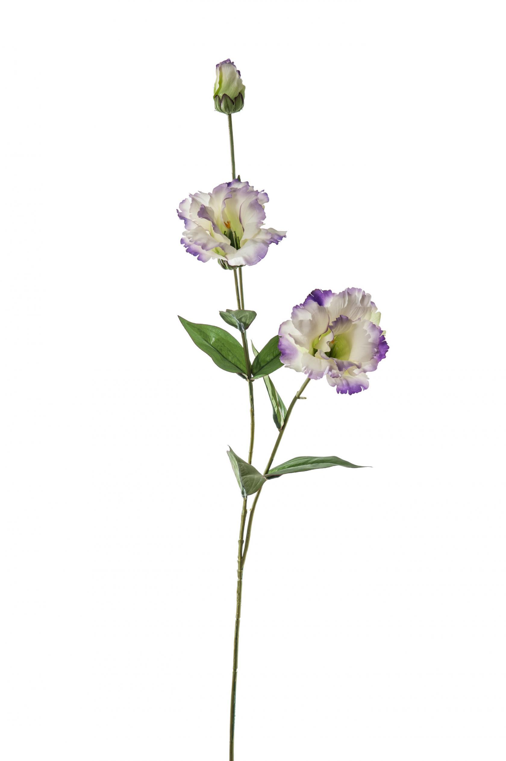 LAVANDER