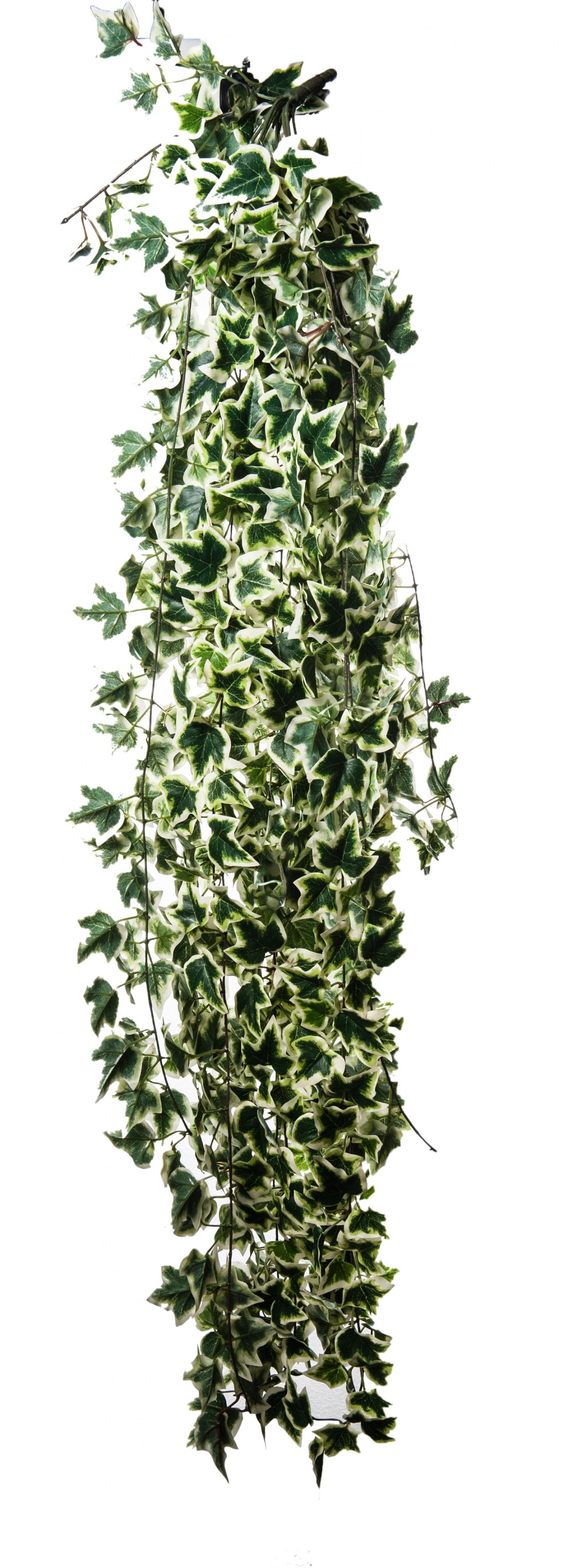VARIEGATO