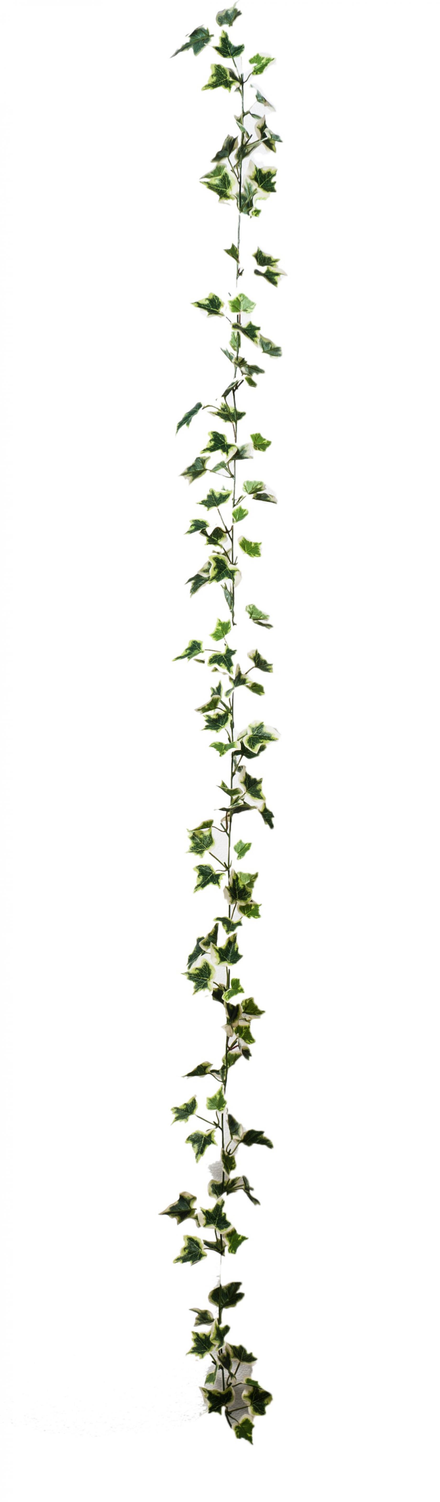 VARIEGATO