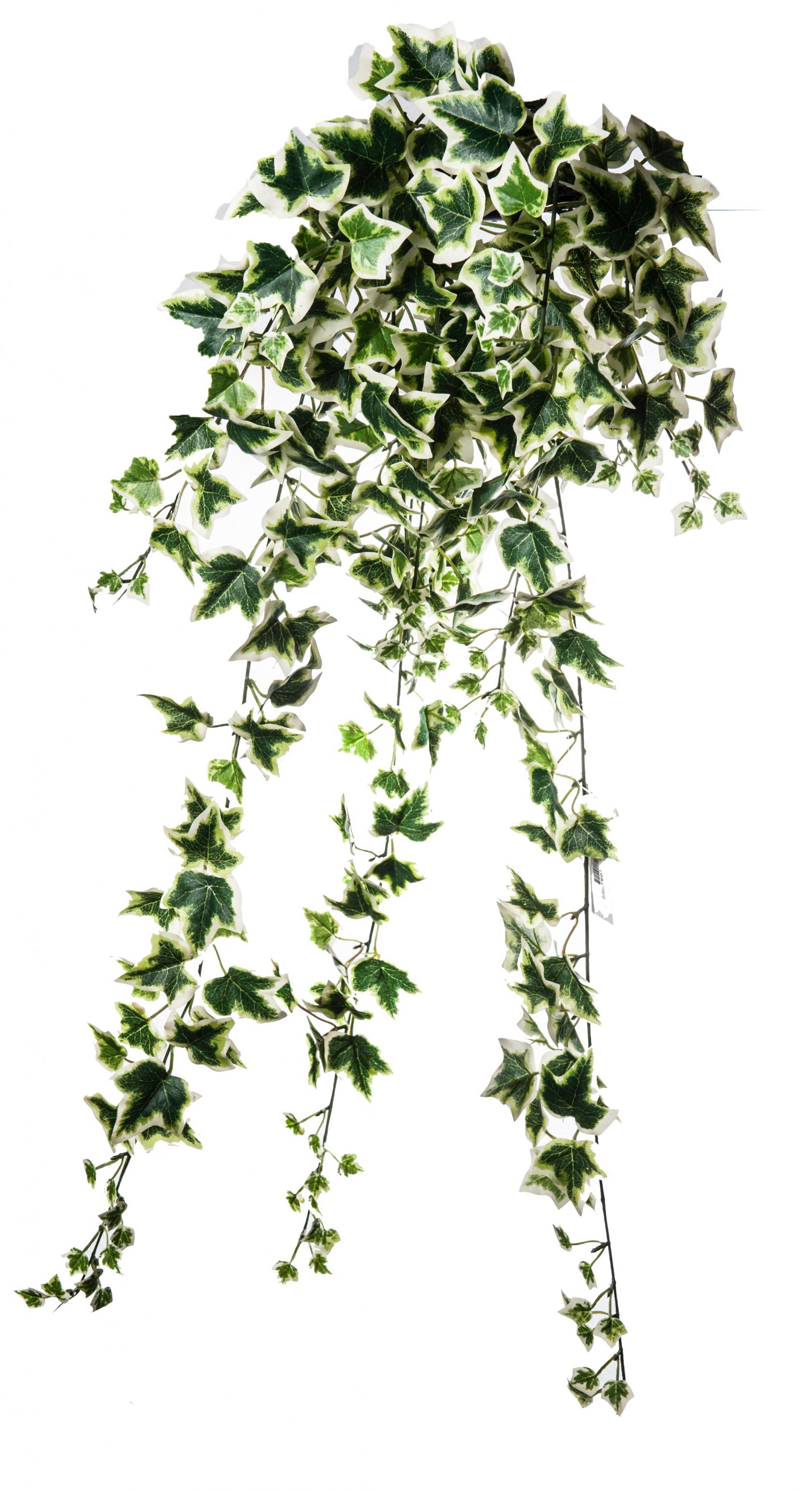 VARIEGATO