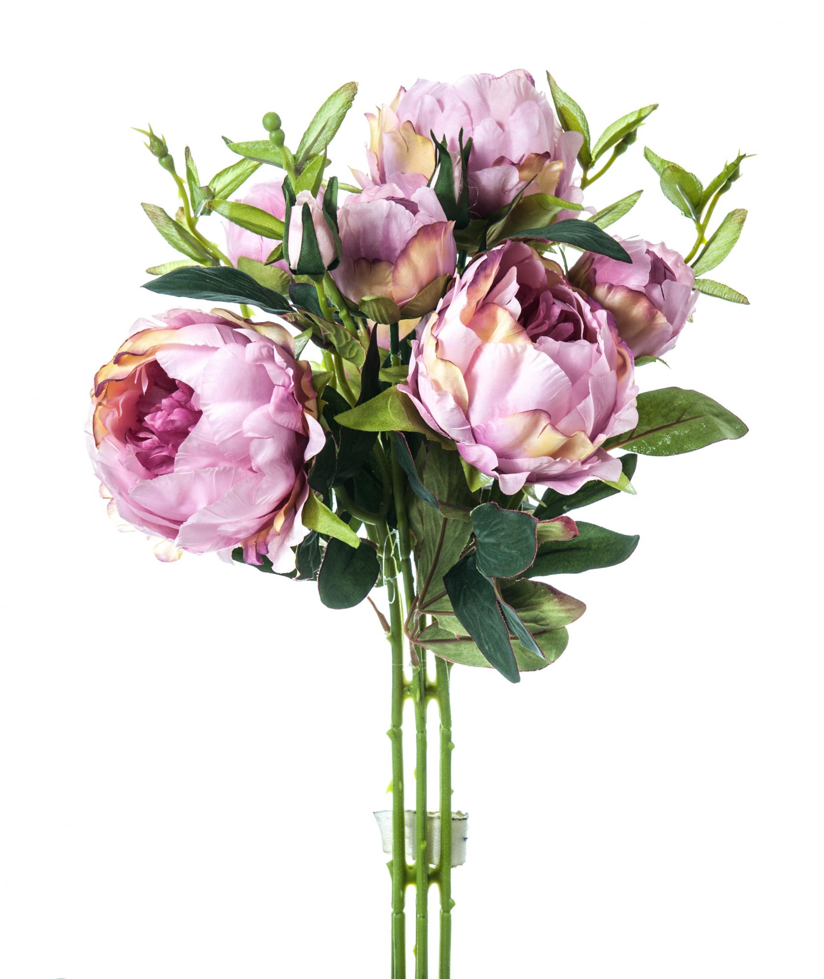 MAUVE