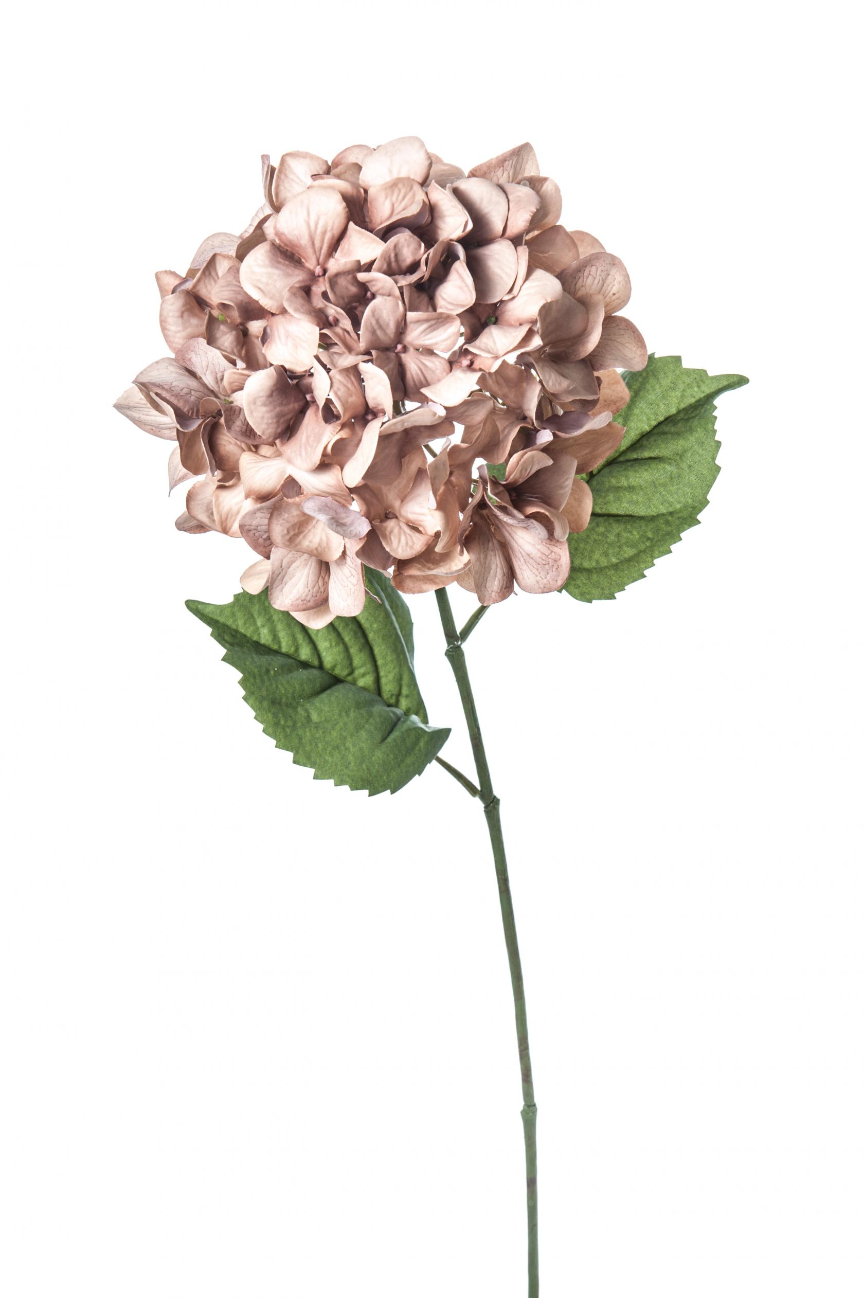 MAUVE
