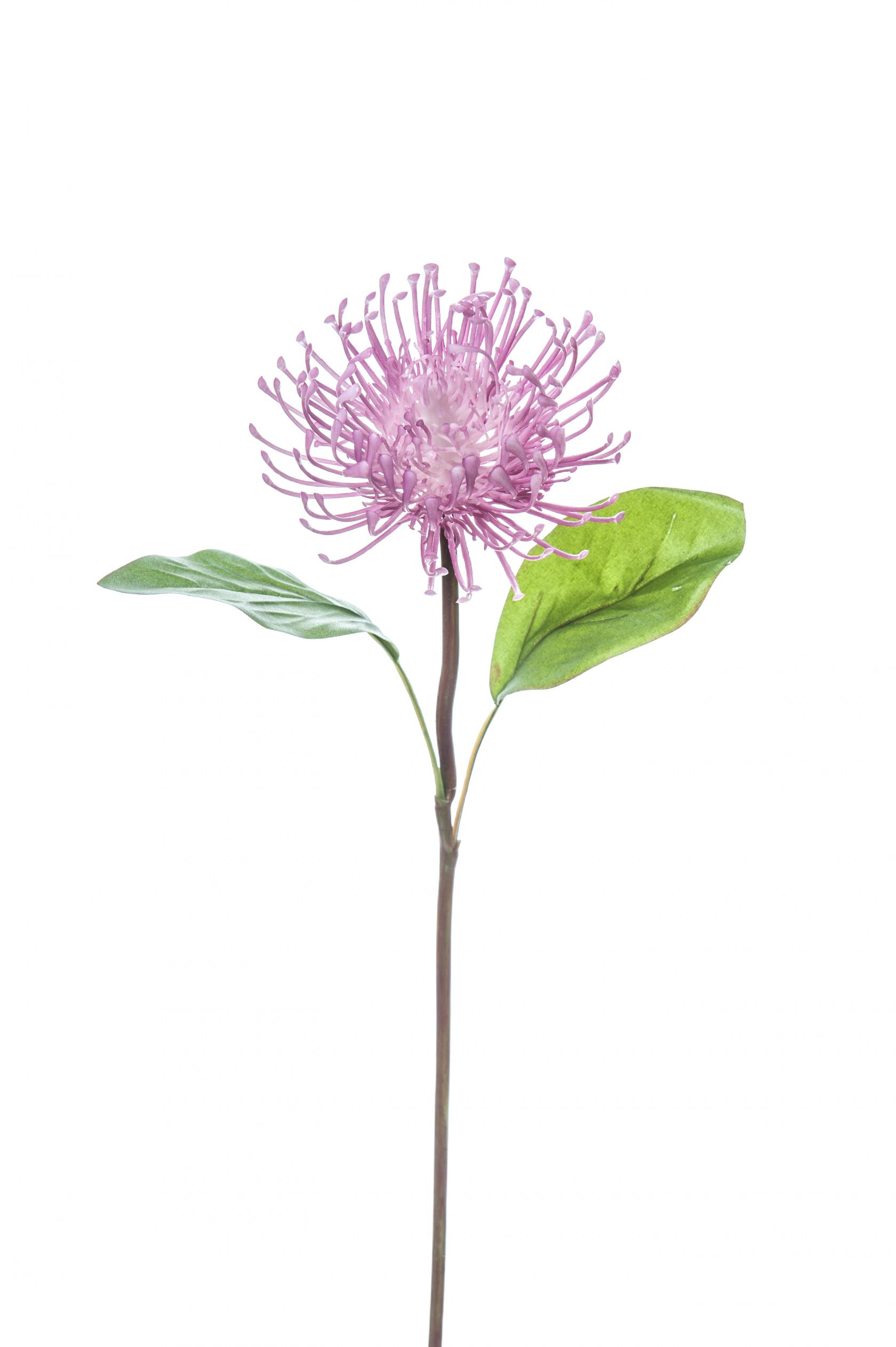 MAUVE